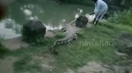Stray crocodiles trigger panic among the villagers in Tamil Nadu, southern India