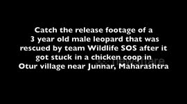 Leopard trapped in chicken coop but too stressed to feed