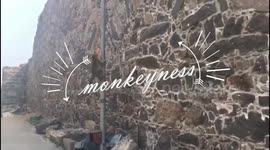 Monkey Youtube