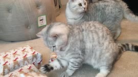 Cats play with presents before they're open!