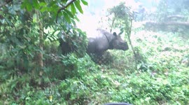 Spotting A Rhinoceros Up Close Inside The Forest!!!