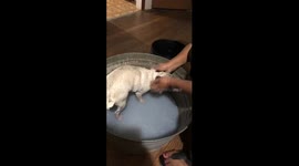 Pug taking a bath