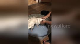 Adorable pug takes a relaxing bath