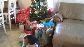 Beagle dog anxiously snooping around a Christmas tree