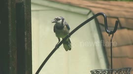 Bird slips and slides on oily pole meant to keep squirrels away.
