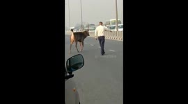 Watch - Deer run wild on Delhi flyover