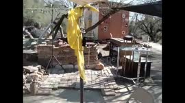 Javelina vs Cat food bag.  Two Javelina fight for cat food crumbs in a discarded bag and the bag wins!