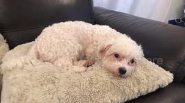 Puppy can’t keep her eyes open