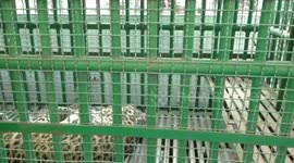 Shocking Leopard rescued from Court Premises in India