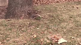 Squirrels of the Bronx Can’t Wait to Get Christmas Presents!