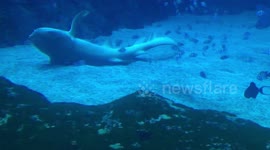 Shark @ Universal Studio Singapore