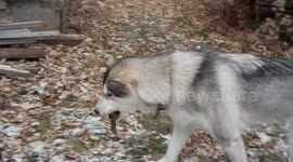 AlaskanMalamute Sojou Playing With Dug Up Stuffy Toy
