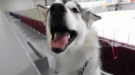 Alaskan Malamute Sojou  Hockey Fan