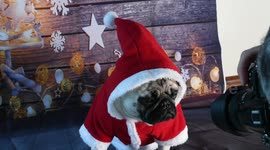 Cute pug poses for Christmas card