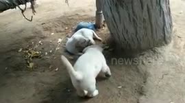 golden labrador funny video 2018