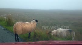 Mouton sur une route de l'ile de Skye, Ecosse - Isle of Skye sheep, Scotland