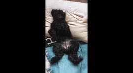 Cockerpoo loving the Gypsy Kings