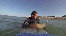 Curious seal plays with surfers in France