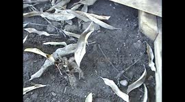 South American tarantulas and modes of defense.