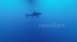 Highlights from my cage dive at Isla Guadalupe