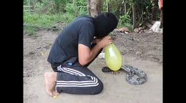 NINJA OF SNAKES WITH A COBRA USING glasses BURSTING BLADDER.