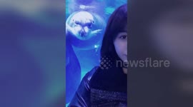 上海  海豹发现了手机中的自己