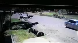 Stray cow delivers kung fu-style flying kick to bring down bike riders