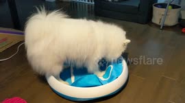 Cat steals dog's new toy