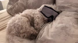 Dog sleeps with eye mask