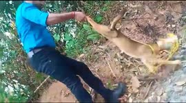 Fox roaming with head stuck in empty paint can rescued after a day