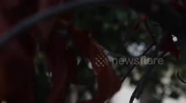 Myles Marshall - Regular Guy