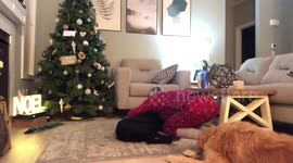 Dog gets pretend eye drops so he doesn’t feel left out