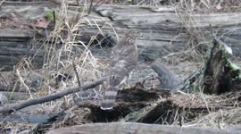 Hawk in the driftwood logs on the marsh