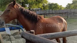 No heaven can heaven be, if my horse isn't there to welcome me