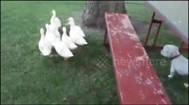 I am not a sheepdog but I know a bit about ducks