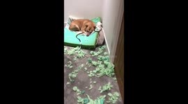 Dog tears up his bed
