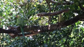 Male and Female Parrots Mating