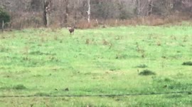 Big Buck In The Field