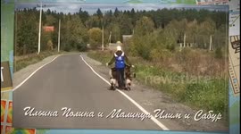 Dogs prancing like horses