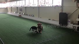 cat helps to train dogs