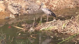 A stork with a broken leg hops along a lake and grabs and eats a juicy snail, before flying away.