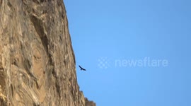 Falcon attacks Eagle