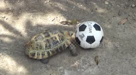 Tortoise loves playing football and has mastered diving headers