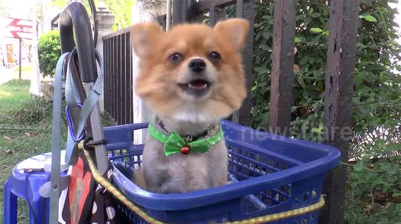 Christmas is for kids and dogs