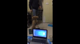 The Poodle dog wants to go out with the owner