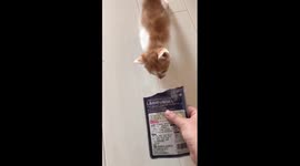 天津  一只喜欢生气的小橘猫