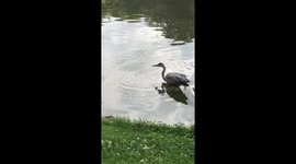 Heron catching a fish