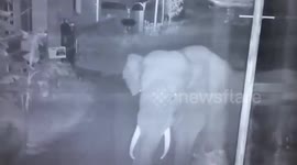 Elephants invade residential area in Indian town