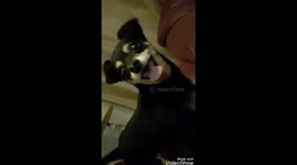 When dogs hear they are going for a drive