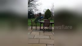 Newsflare Edit - A beautiful sight on a gloomy day!